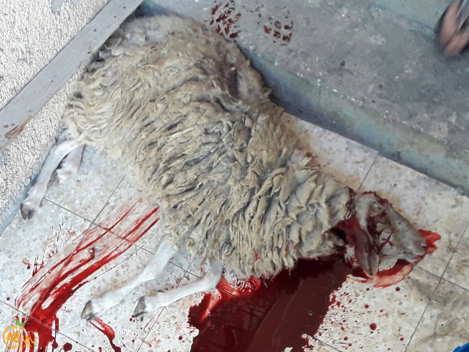 dab7 ada7y wu3ed (5).jpg